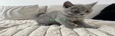 Girl 3