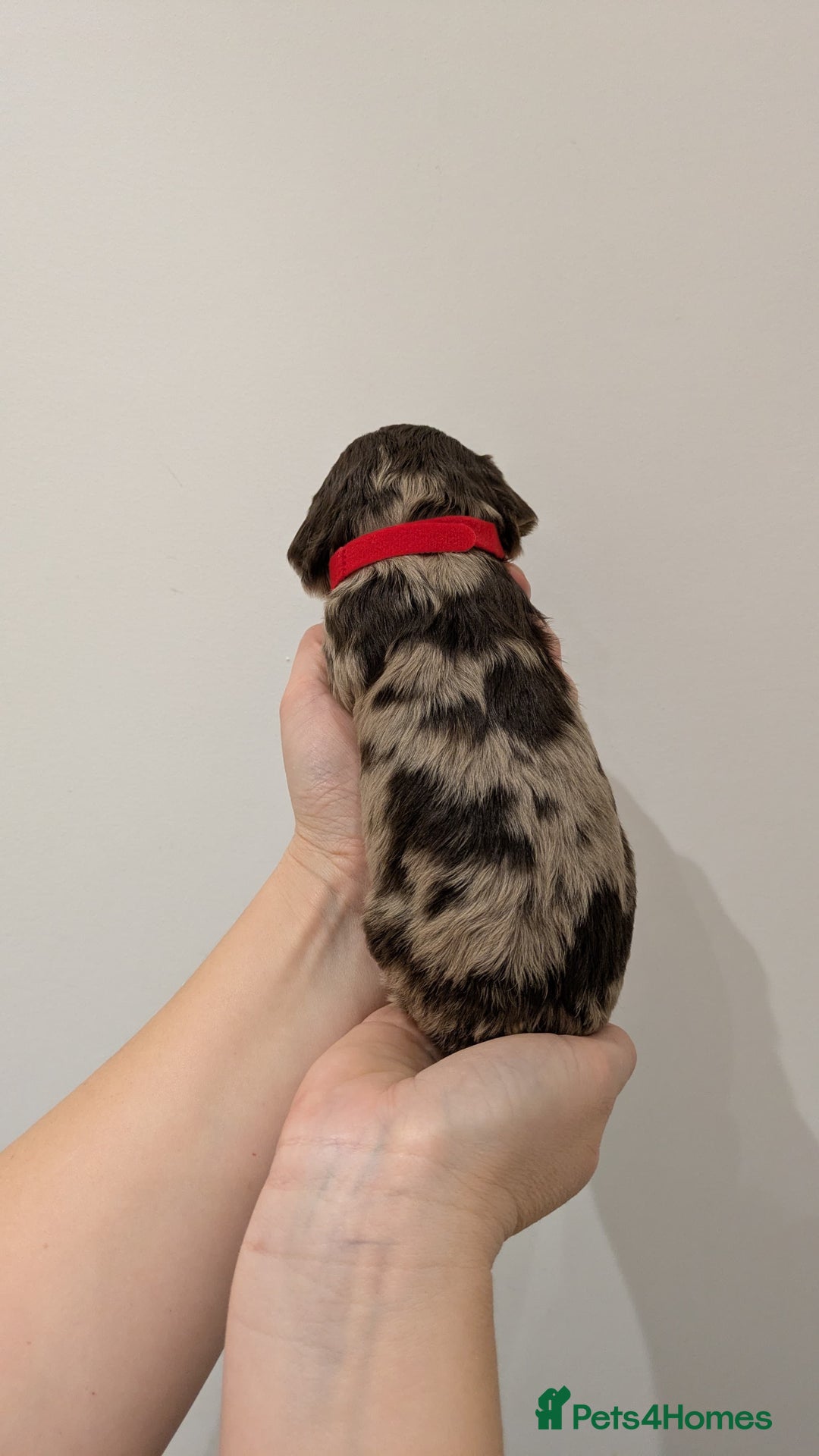 Cavapoo dogs for sale: F1 Cavapoos - Parents DNA Health Tested  - Advert 12