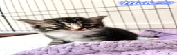 Mixed Breed cats for sale: Beautiful Kittens Looking for Their Forever Home - Advert 19