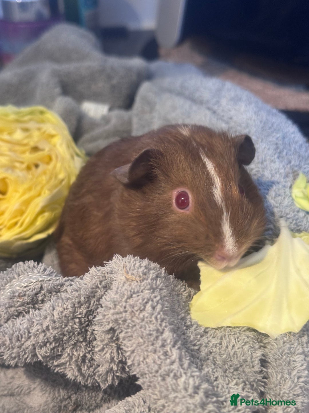 Guinea Pig rodents for sale: 2 female guinea pigs for sale  - Image 7
