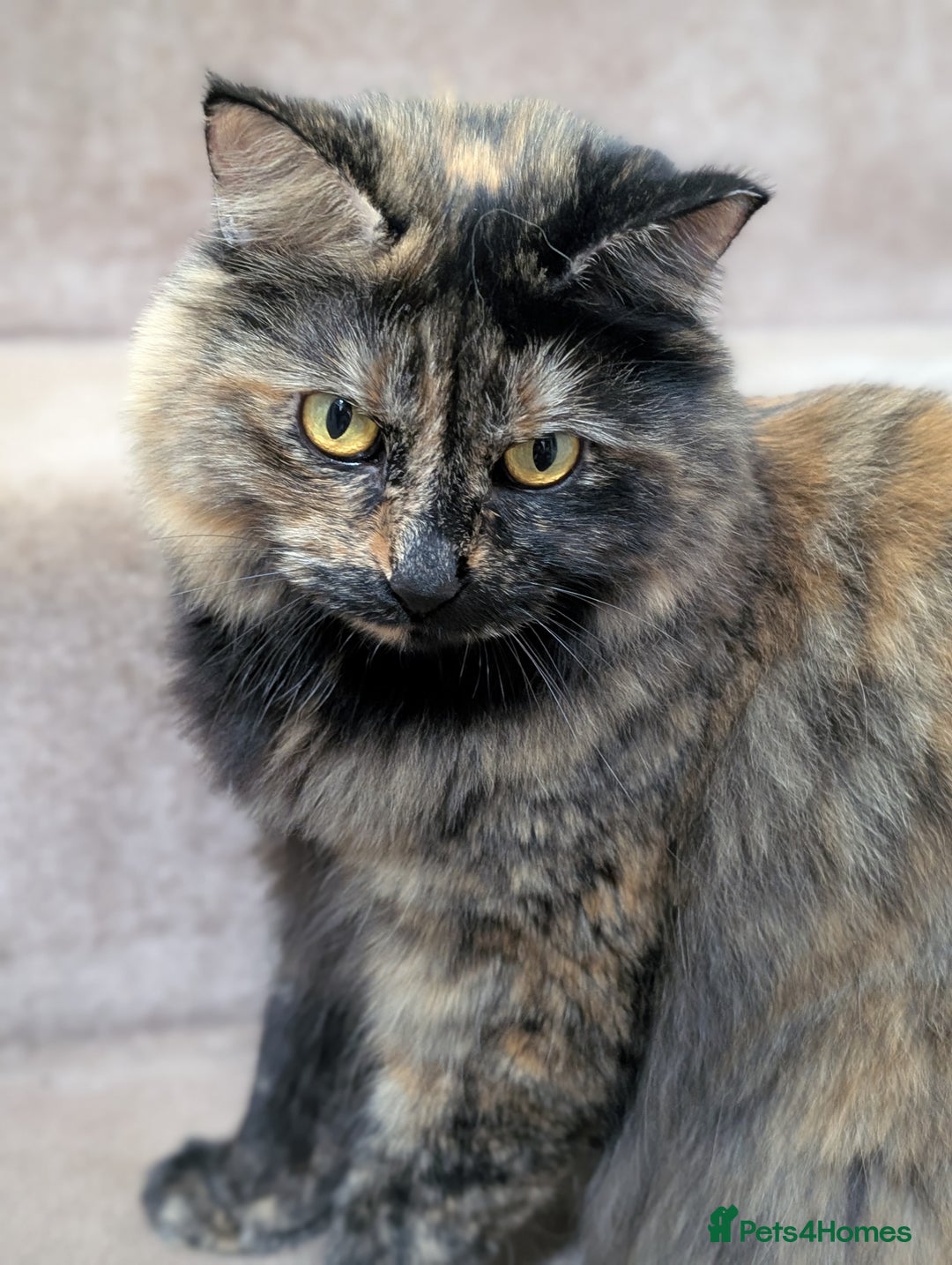 Mixed Breed cats for sale: Lovely Halinka  - Advert 3