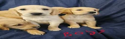 Golden Retriever dogs for sale: Golden retriever puppies in Seaham - Advert 5