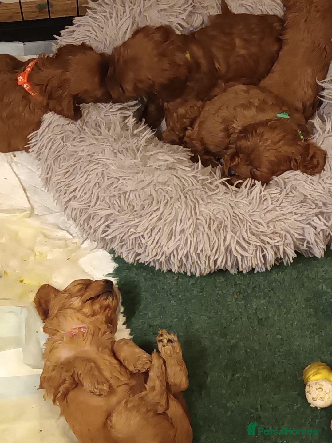 Cavapoo dogs for sale: Lovely litter of F1 Cavapoos - Advert 15