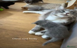 Maine Coon cats for sale: Maine coon cross kittens  - Image 11
