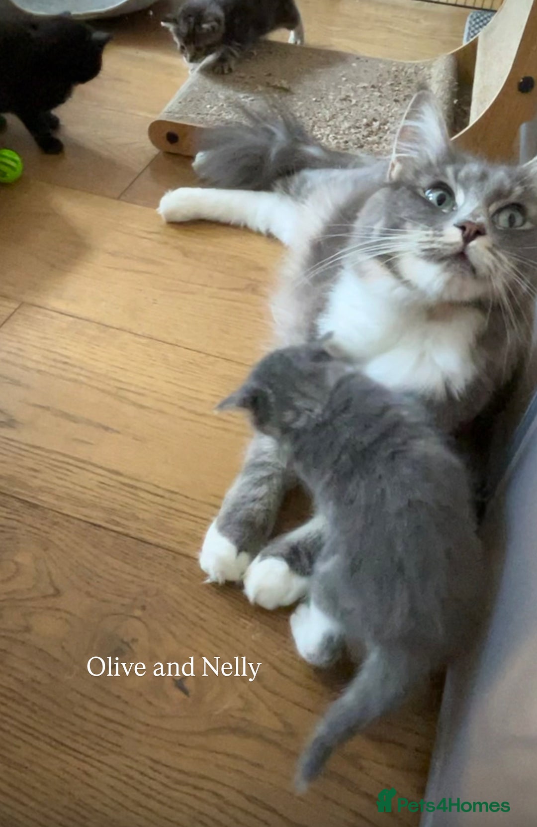 Maine Coon cats for sale: Maine coon cross kittens  - Image 11