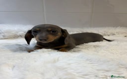 Miniature Dachshund dogs for sale: 2 stunning miniature dachshund puppy’s  - Image 32