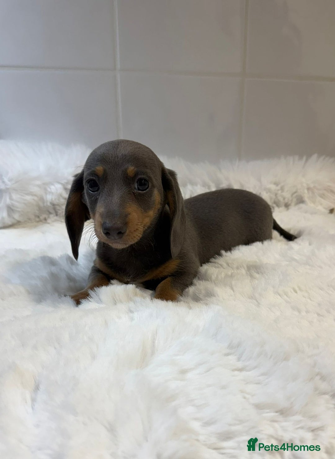 Miniature Dachshund dogs for sale: 2 stunning miniature dachshund puppy’s  - Image 32