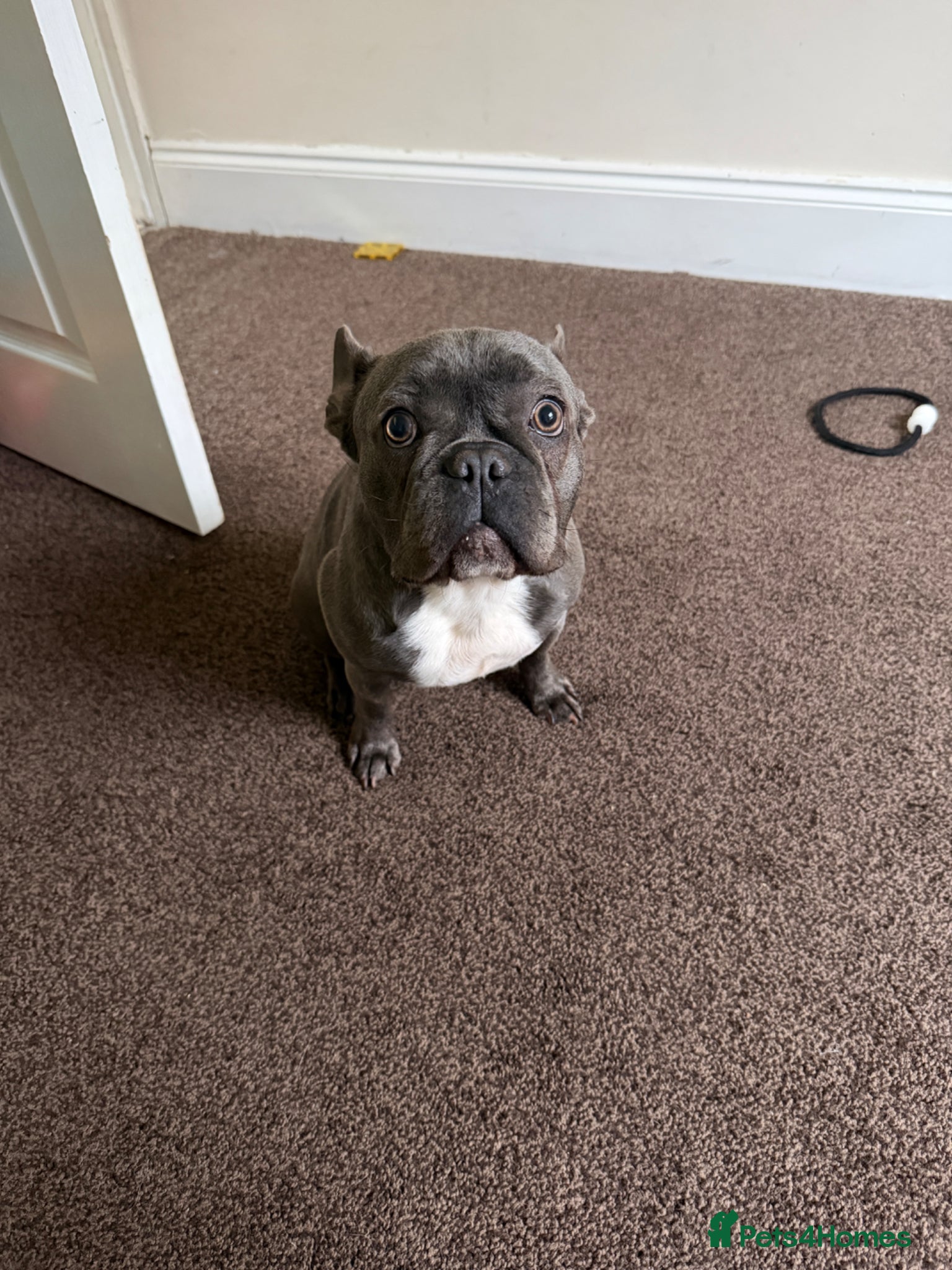 French Bulldog dogs Female french bulldog - Advert 3