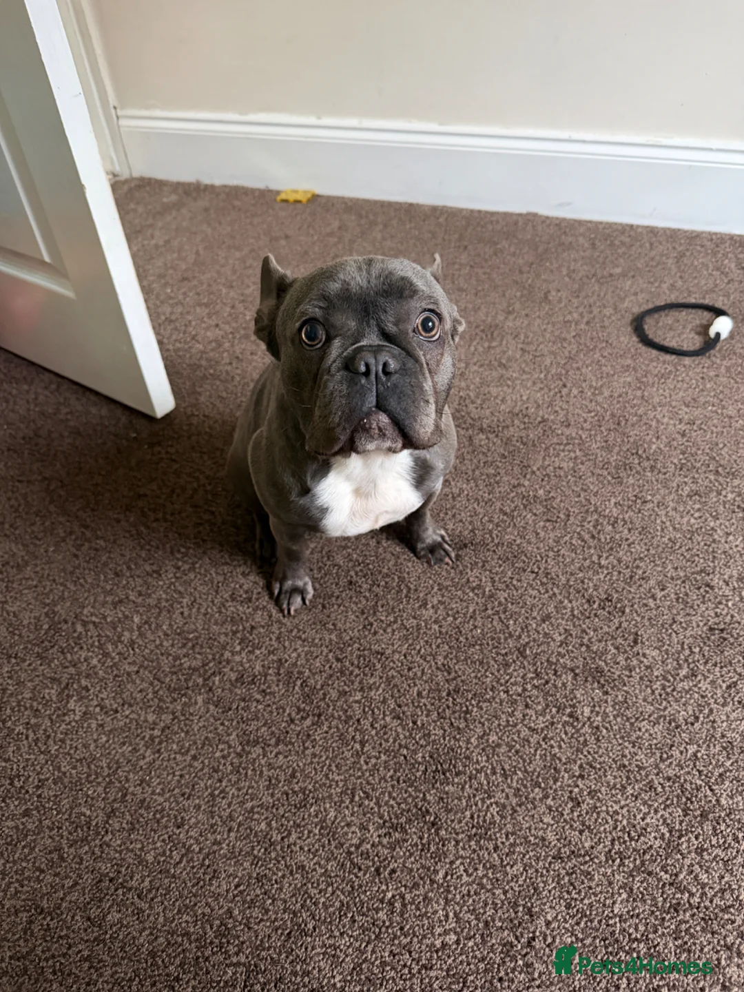 French Bulldog dogs for sale: Female french bulldog in Lincoln - Advert 1