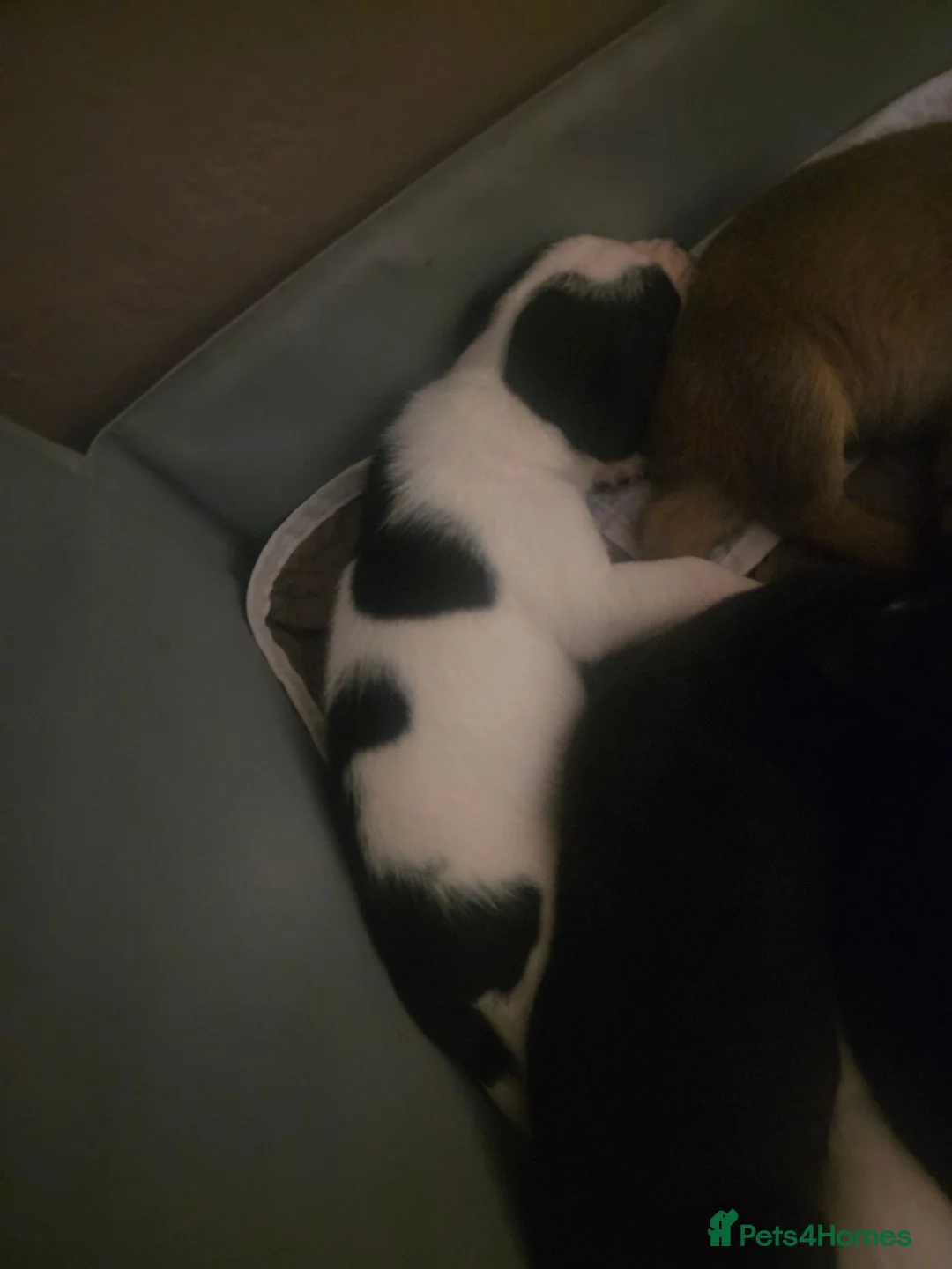 Mixed Breed dogs for sale: Patterdale x frenchie x whippet - Advert 2
