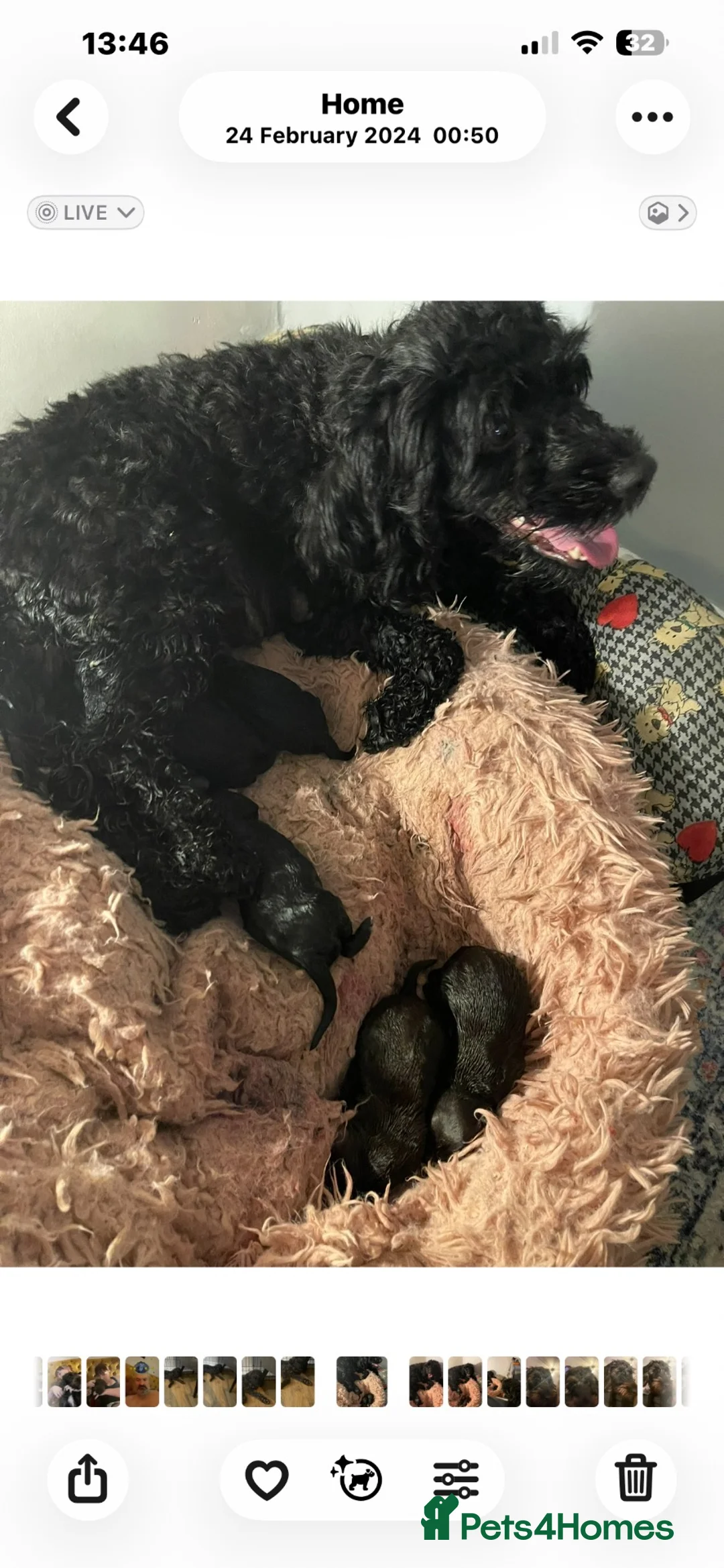Cockapoo dogs for sale: 🐾 Beautiful Black & White F1B Cockapoo 🐾 - Advert 2
