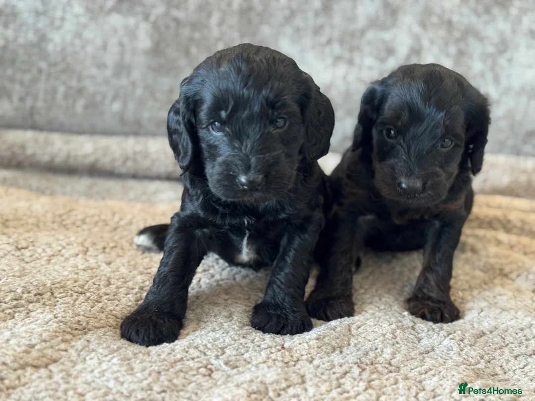 Cockapoo dogs for sale: CURLY F1 COCKERPOO - Advert 2