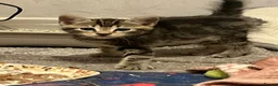 Mixed Breed cats for sale: 3 beautiful kittens for sale  - Advert 5