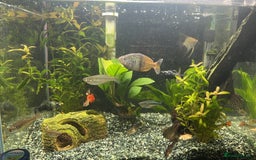 Rainbow Fish fish for sale: 60 litre with everything  - Image 1