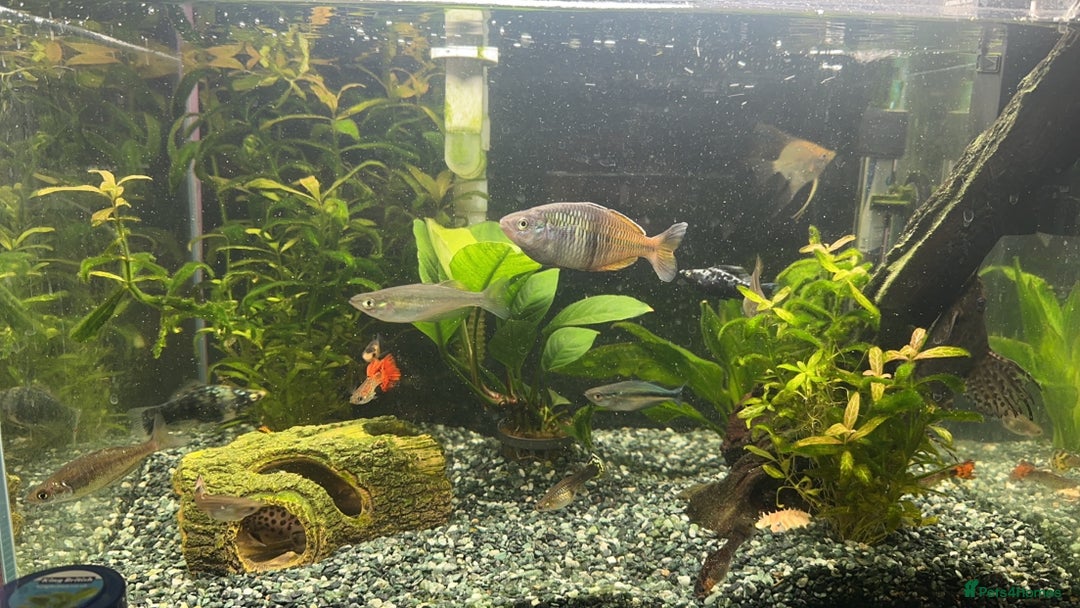 Rainbow Fish fish for sale: 60 litre with everything  - Image 1