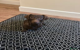 Dachshund dogs for stud: Handsome miniature full choc dachshund for stud - Image 6