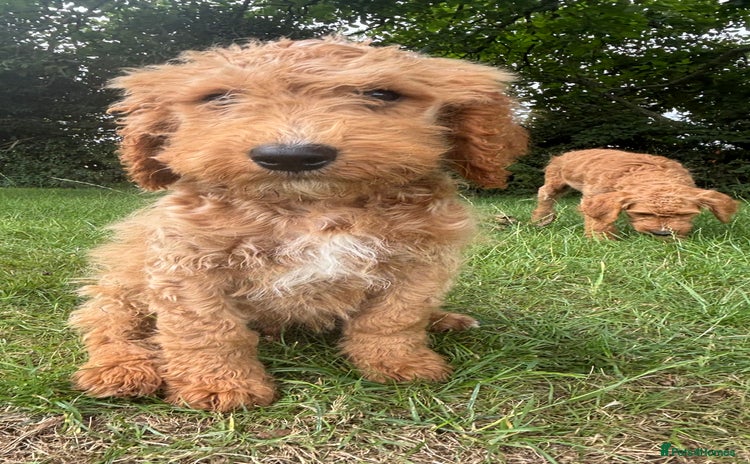Labradoodle dogs - Advert 8
