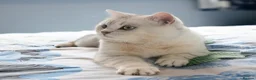 British Shorthair cats for stud: British Shorthair Gold Ny12 and Silver tipped - Advert 2