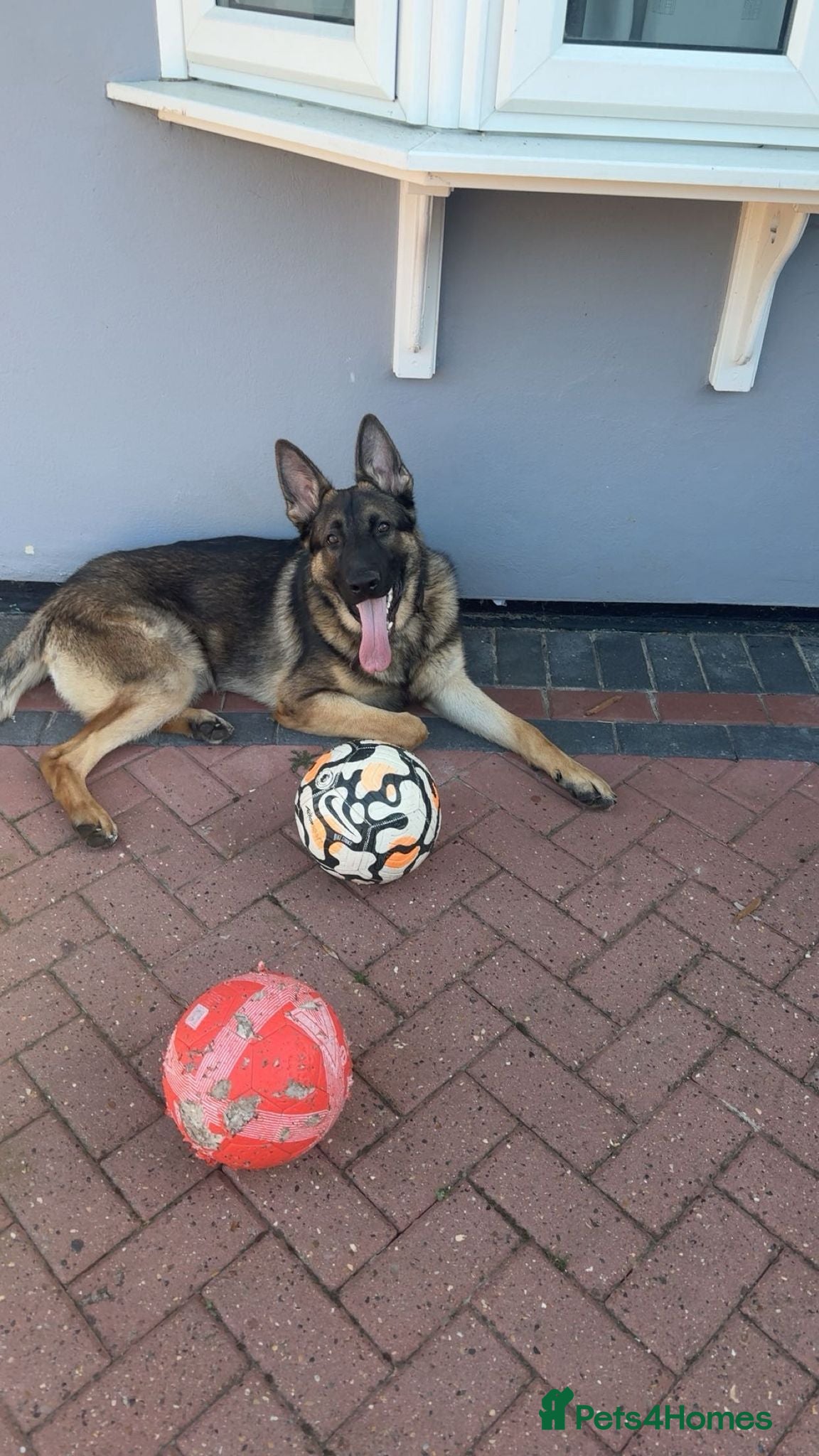 German Shepherd dogs  Loving Home Needed for Roy – 9-Month-Old Male Dog - Advert 1