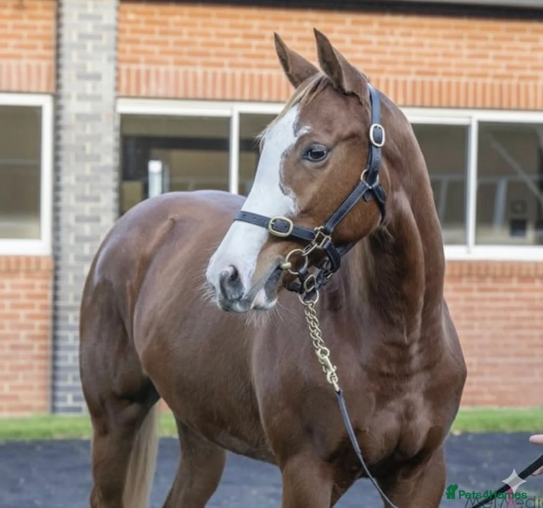 English Thoroughbred horses for sale: Flashy lovely 4yo mare - Advert 1