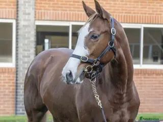 English Thoroughbred horses Flashy lovely 4yo mare - Advert 1