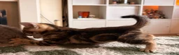 Bengal cats for sale: Bengal Kittens - Advert 6