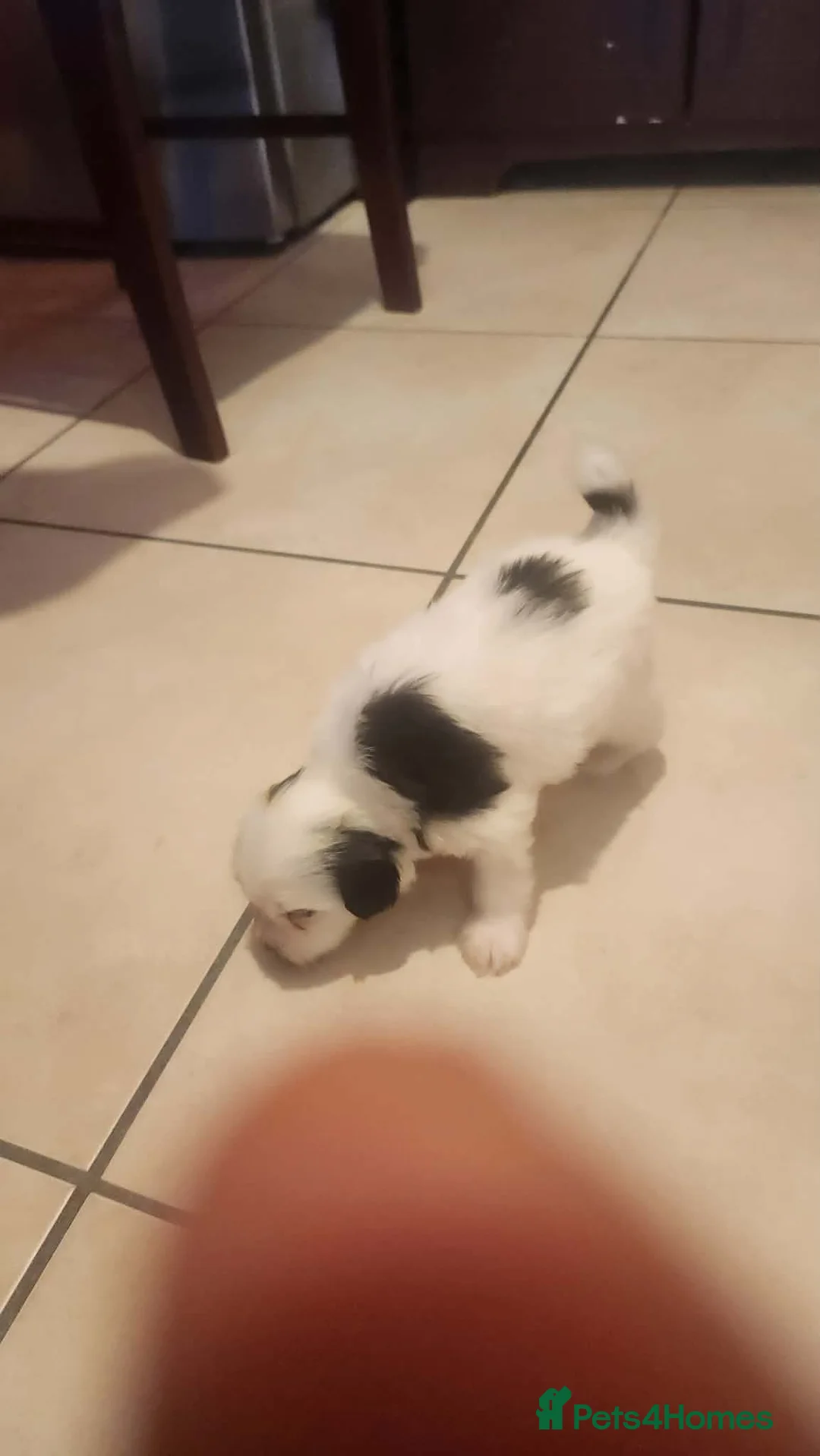 Mixed Breed dogs for sale: Maltichon - Advert 2