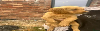 Golden Retriever 7