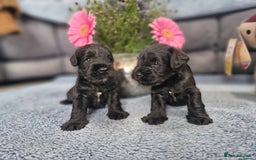Miniature Schnauzer dogs for sale: Perfect Miniature Schnauzer Puppies, 1 boy, 1 girl - Image 1