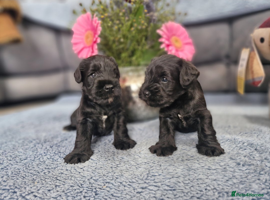 Miniature Schnauzer dogs for sale: Perfect Miniature Schnauzer Puppies, 1 boy, 1 girl - Image 1