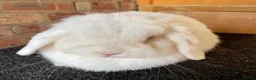 Mini Lop rabbits for sale: Mini lop adults for rehoming - Advert 1