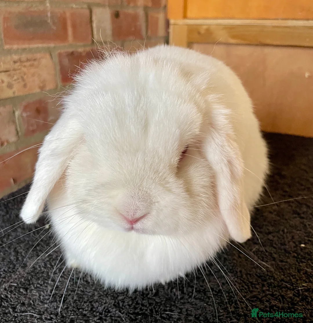 Mini Lop rabbits for sale: Mini lop adults for rehoming - Advert 1