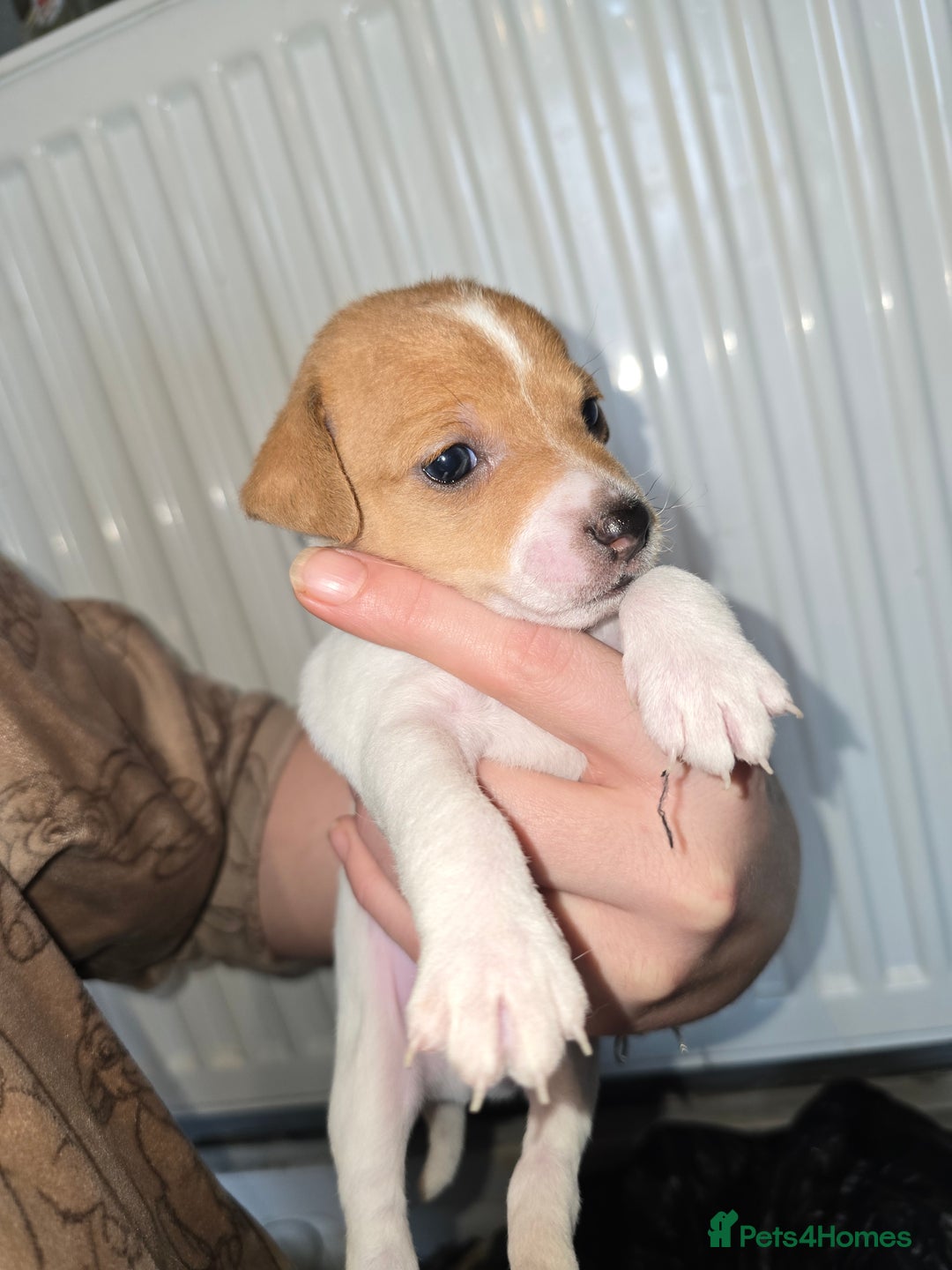 Jack Russell dogs for sale: Jack russel puppies  - Advert 5