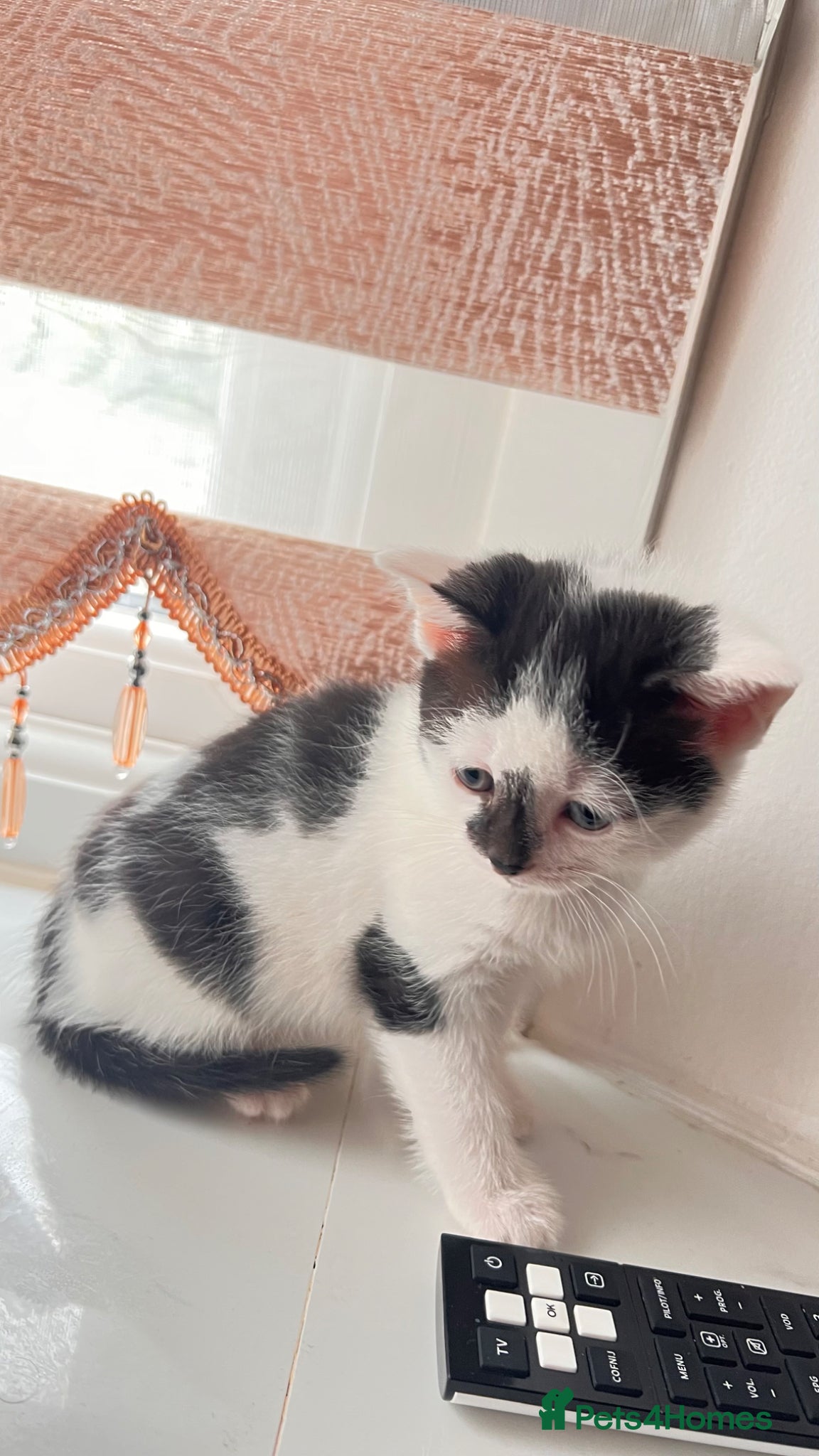 Mixed Breed cats Small kitten ready now - Advert 2