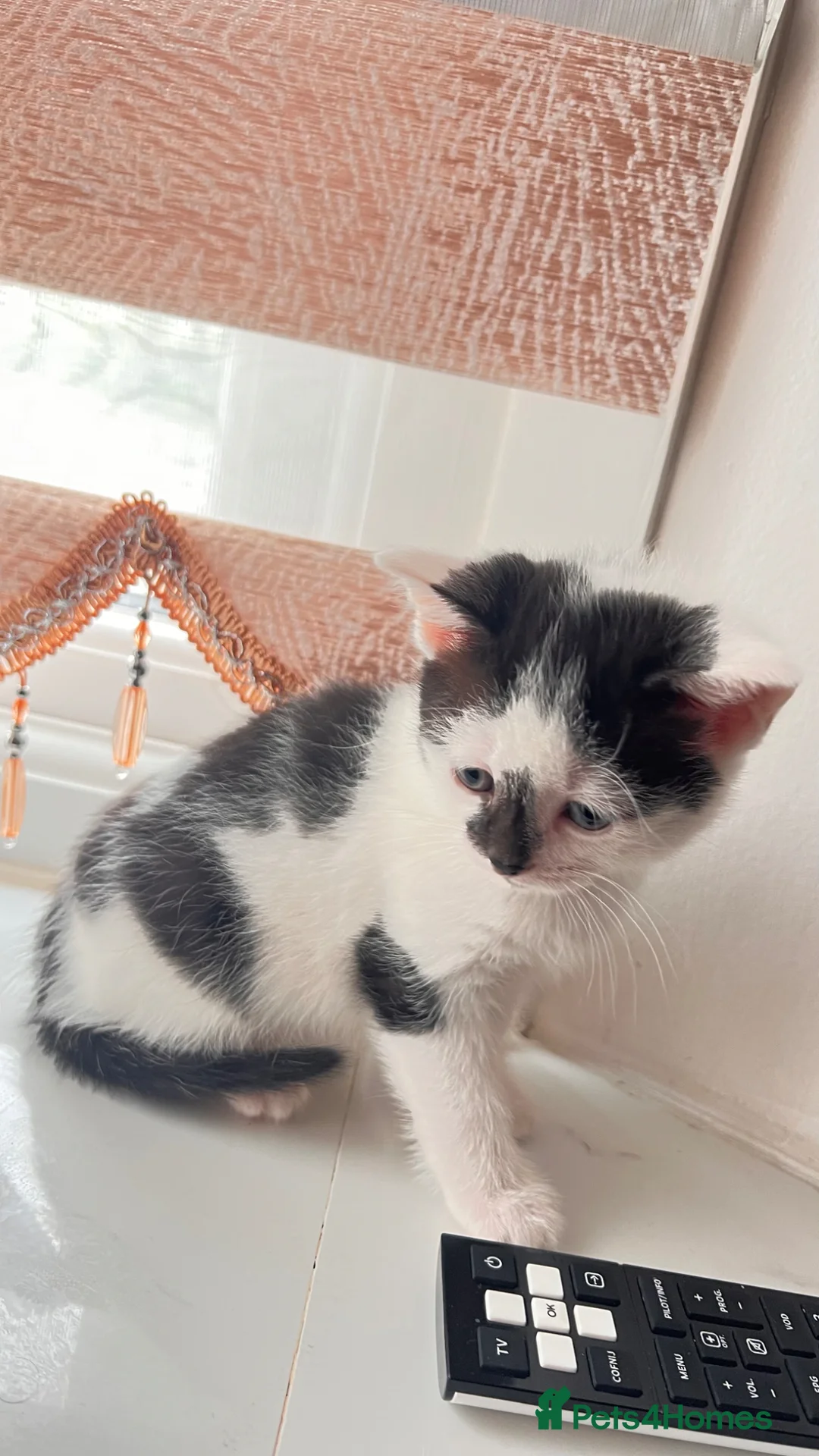 Mixed Breed cats for sale: Small kitten ready now - Advert 1