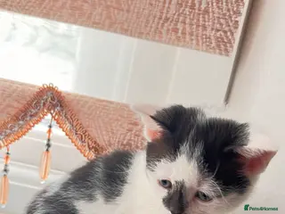 Mixed Breed cats Small kitten ready now - Advert 1