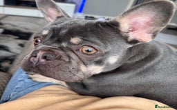 French Bulldog dogs for sale: 2 years old female French Buldog - Image 5