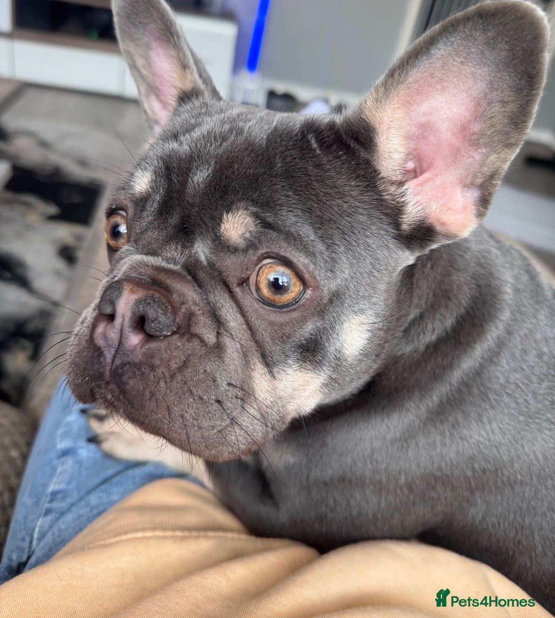 French Bulldog dogs for sale: 2 years old female French Buldog - Image 5
