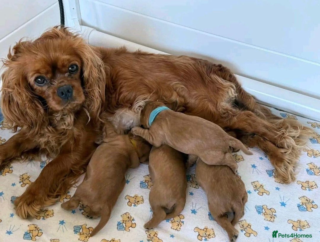 Cavapoo dogs for sale: Cavapoo puppies  - Advert 6