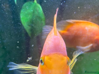 Cichlids fish 2 x large parrot fish - Advert 1