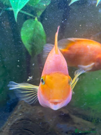 Cichlids fish 2 x large parrot fish - Advert 1