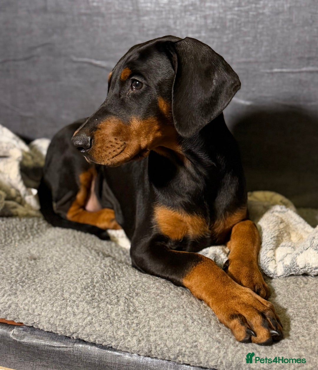 Dobermann dogs for sale: Doberman puppy - Advert 2