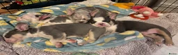 French Bulldog dogs for sale: Husky Koi French Bulldogs  - Advert 6
