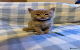 Maine Coon cats for sale: 5 week old Pure Bred Maine Coons for sale. - Image 13