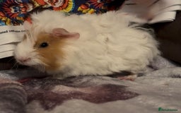 Guinea Pig rodents for sale: Gorgeous Baby Piggies 3 x Girls - Image 12