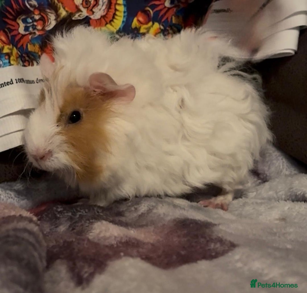 Guinea Pig rodents for sale: Gorgeous Baby Piggies 3 x Girls - Image 12