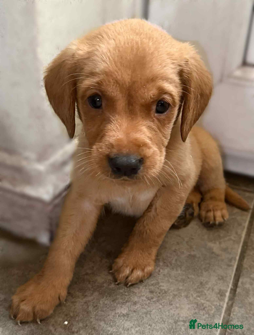 Labrador Retriever dogs for sale: Gorgeous Labrador puppies.  - Image 1