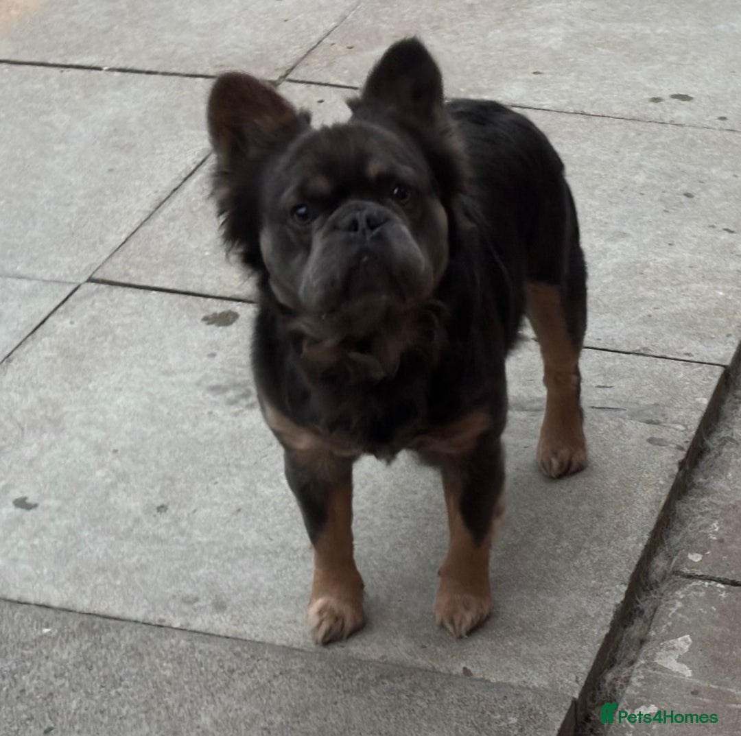 French Bulldog dogs for sale: DWKC FLUFFY FRENCHIE  - Advert 3