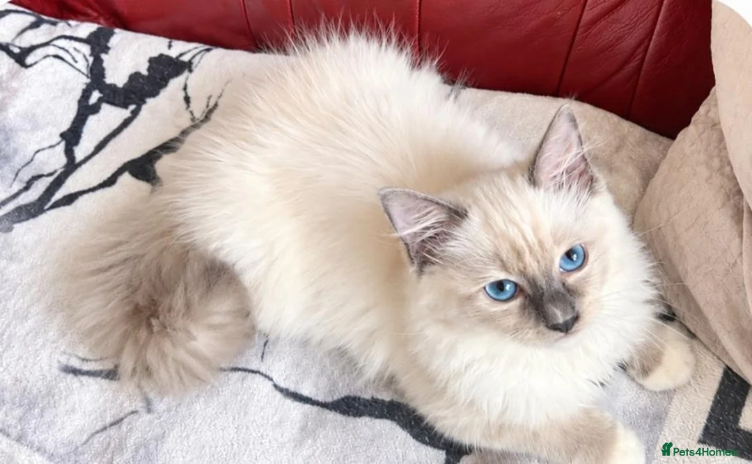 Ragdoll cats for sale: Beautiful Ragdoll kittens  - Advert 2