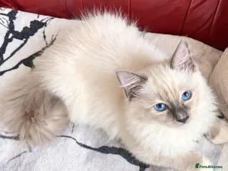 Ragdoll cats Beautiful Ragdoll kittens - Advert 11